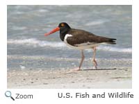 American Oystercatcher