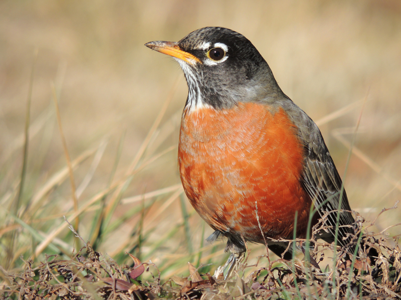 american robin turdus migratorius wildlife journal junior american robin turdus migratorius wildlife journal junior