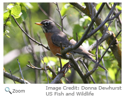 American Robin