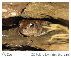 American Toad