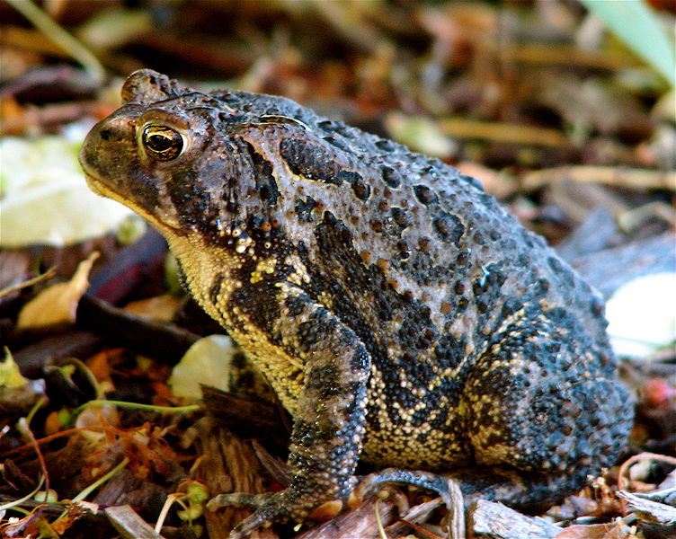 Arroyo Toad Diet