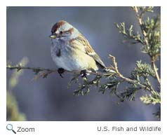 american tree Sparrow