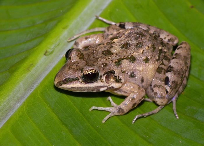 [http://www.nhptv.org/wild/images/americanwhitelippedfrog.jpg]