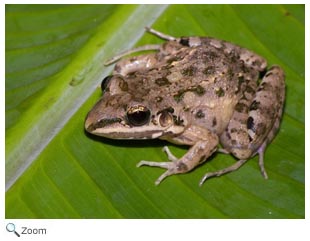 American White-lipped Frog