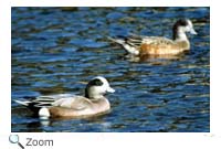 American Wigeon