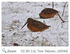 American woodcock