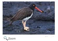 American Oyster Catcher