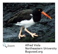 American Oyster Catcher