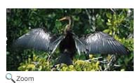 anhinga