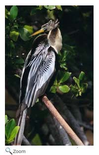 Anhinga