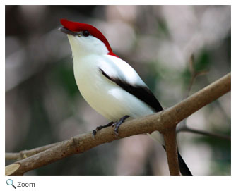 Araripe manakin