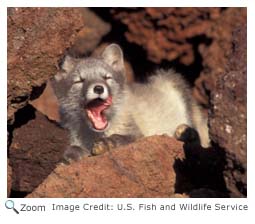 Arctic Fox