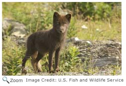 Arctic Fox