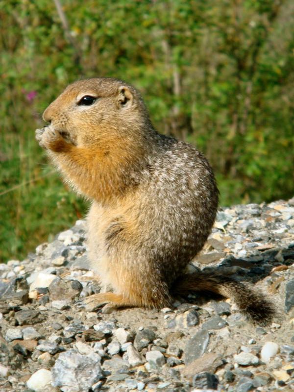 arctic ground squirrel fun facts