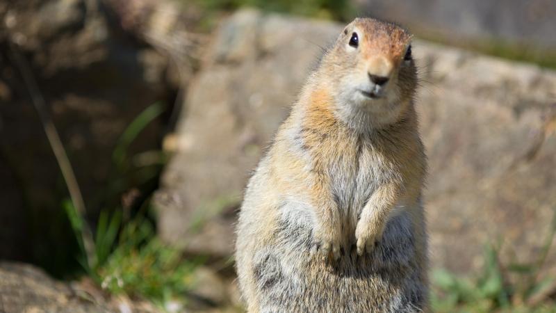 What do Arctic ground squirrels eat?