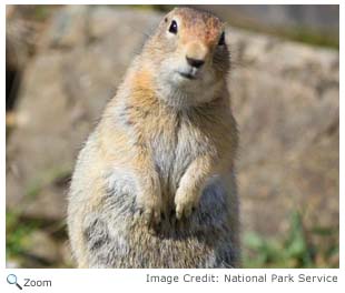 Arctic Ground Squirrel