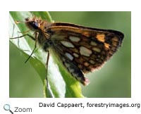 Arctic skipper