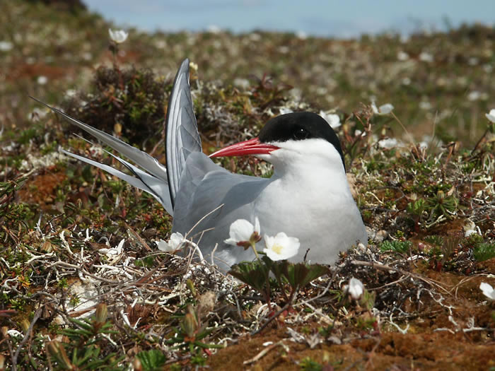 Arctic Tern Nest