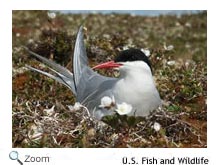 Arctic Tern