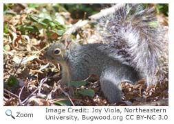 Arizona Gray Squirrel