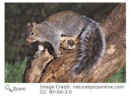 Arizona Gray Squirrel