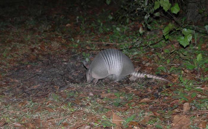 Armadillo Life Cycle