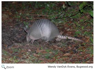 Armadillo