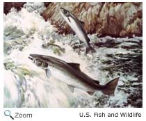 Atlantic Salmon