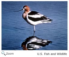 Avocet