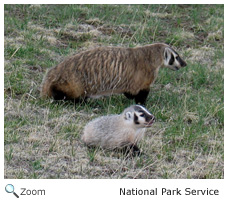 American Badger