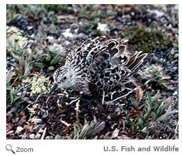 Bairds sandpiper