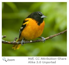 Baltimore Oriole