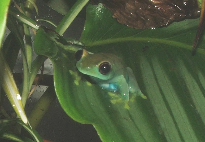 Image result for unique species of frog tanzania