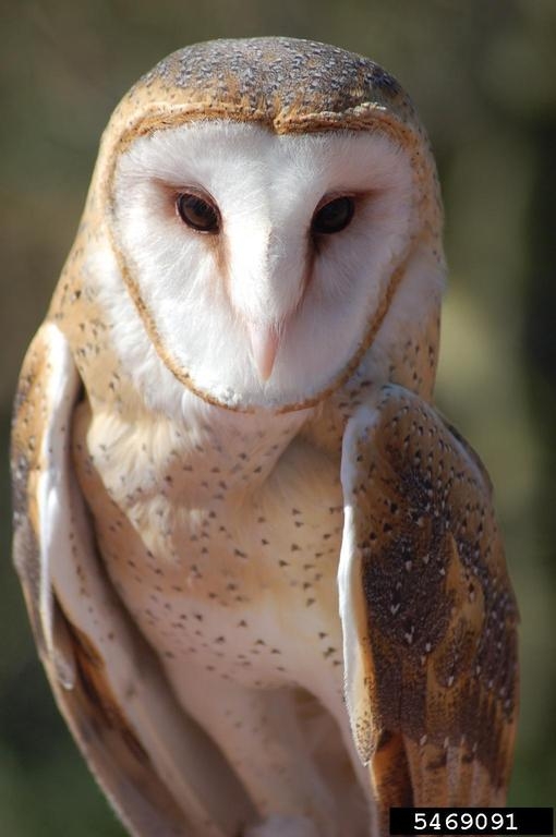 Barn Owl Tyto alba NatureWorks