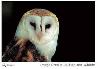 Barn Owl