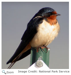 Barn Swallow