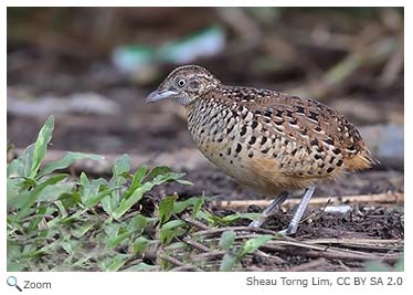 Barred 
                Buttonquail