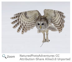 Barred Owl