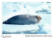 Bearded Seal