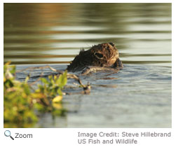 beaver