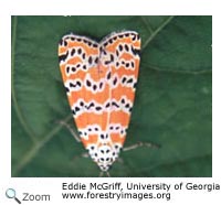 bella moth
