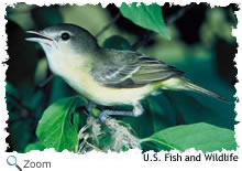 Bell's Vireo