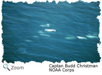 Beluga