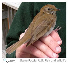 Bicknell's Thrush