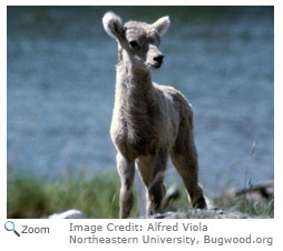 Bighorn Sheep