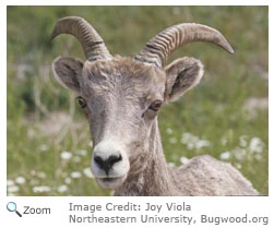 Bighorn Sheep