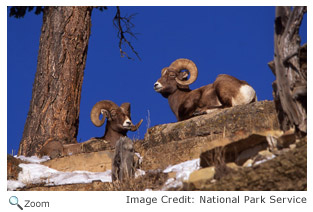 Bighorn Sheep