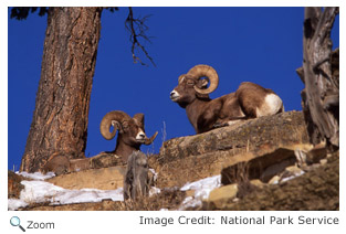 Bighorn Sheep