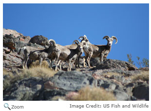 Bighorn Sheep