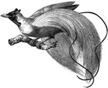 Bird of Paradise